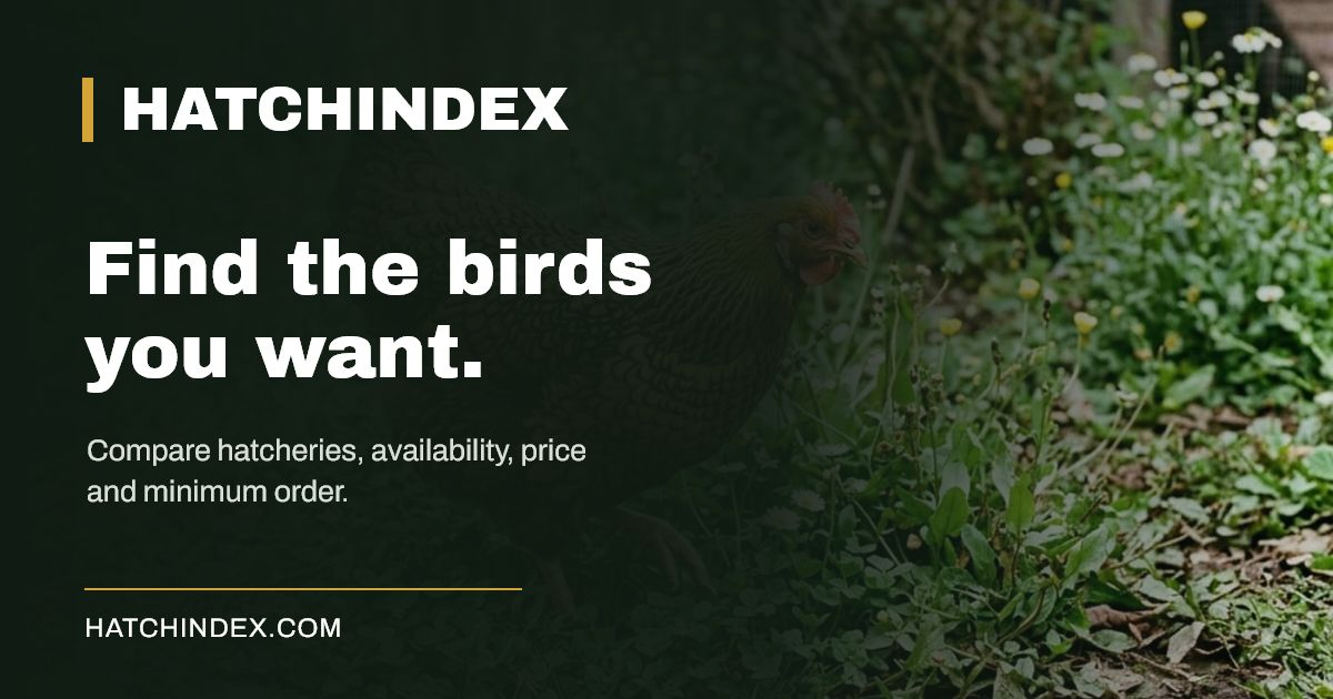 A search tool for finding which hatchery has a specific poultry breed in stock logo